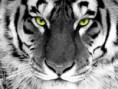 /album/kepgaleria-vilag-008/aceltigris-a-jpeg/